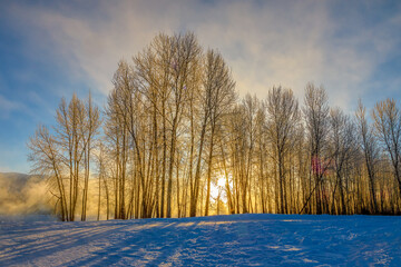 a foggy sunrise in a winter forest