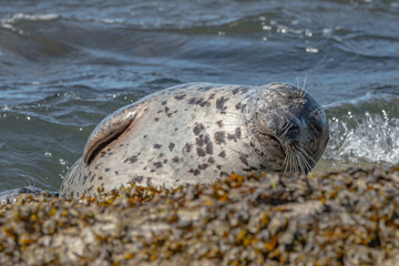 seal on the beach