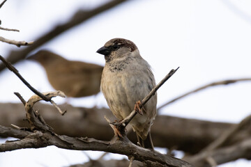 Fototapeta premium House Sparrow (Passer domesticus) Perched on a Branch