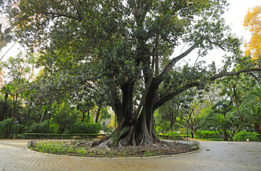 Obraz premium sevilla parque jardines de maria luisa árbol gigante ficus en una rotonda 4M0A5688-as26