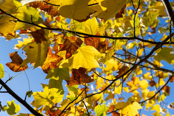Fototapeta premium orange foliage of the tulip tree in the autumn season, bright sunny weather in the park with beautiful yellow leaves on the branches of the tree, against the clear blue sky
