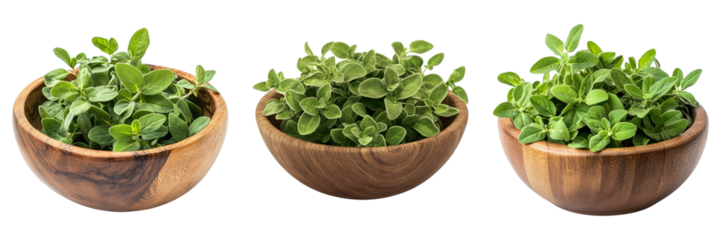 Fresh Oregano plants in wooden bowls, capturing the essence of fresh herbs, perfect for culinary and natural health themes.