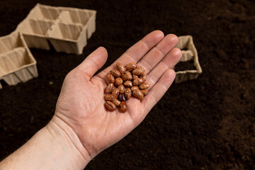 bean seeds for and filled with earth cardboard pots for seedlings with fertile brown soil, bean seeds and paper disposable cups for seedlings filled with soil mixed with humus and peat