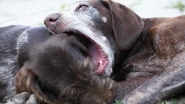 Pretty german shorthaired and wirehaired pointer dogs playing with each other in home yard. Cute brown kurzhaar and drahthaar doggy having fun in house courtyard. Concept of love for animals. Slow mo
