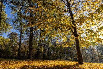 Fototapeta premium the grass on the ground is covered with yellow and orange foliage in a park with maples, tall old maples with yellow foliage during leaf fall in the sunny autumn season