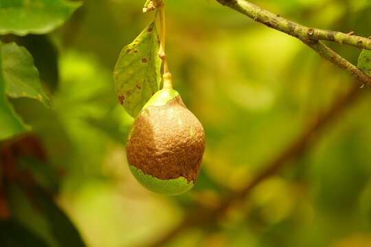 A doen&ccedil;a mais comum do abacate (Persea americana), causada por um fungo a&eacute;reo, &eacute; a Botryosphaeria. Baturit&eacute; - Cear&aacute;, Brazil.