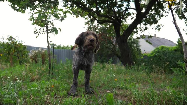 Beautiful german wirehaired pointer dog walking on grass at garden. Pretty brown drahthaar puppy resting on green lawn at summer day. Concept of love for animals. Slow motion