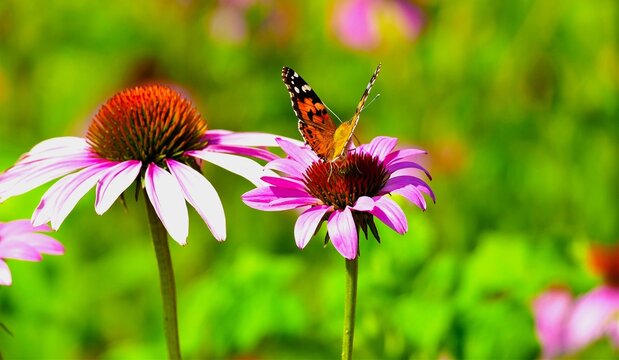 Butterfly and pink flower in the field, herb summer flower background