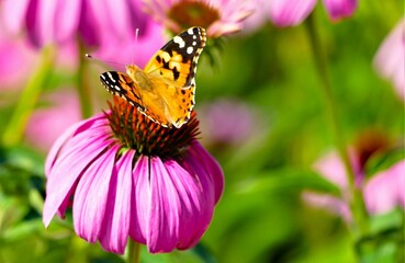 Obraz premium Butterfly and pink flower in the field, herb summer flower background