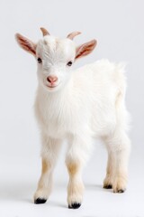 Naklejka premium Young white baby goat standing upright on a plain background, showcasing its fluffy coat and playful demeanor, ideal for farm or animal-related content
