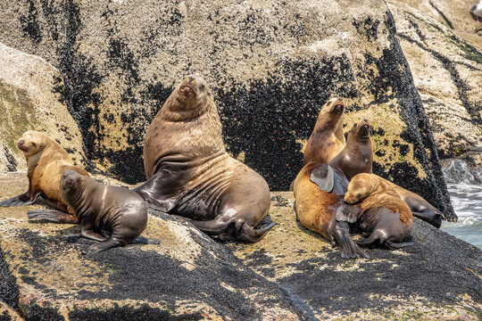 sea lions resting - Powered by Adobe