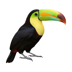 Fototapeta premium PNG Colorful toucan bird illustration