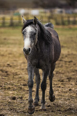 Obraz premium Detailed portrait of a beautiful horse with a light mane against a blurred rural landscape. Atmospheric lighting during golden hour highlights the animal's noble features. Ideal for equestrian themes