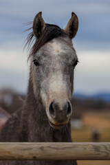 Obraz premium Detailed portrait of a beautiful horse with a light mane against a blurred rural landscape. Atmospheric lighting during golden hour highlights the animal's noble features. Ideal for equestrian themes,