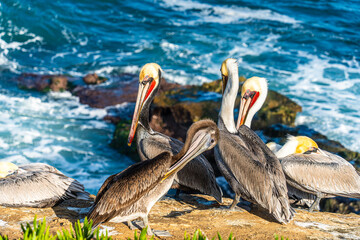 California brown pelican with red bill on sea cliff