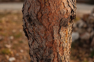 Forest background with coniferous branches and brown pine cones, rustic nature concept