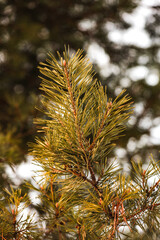 Forest background with coniferous branches and brown pine cones, rustic nature concept