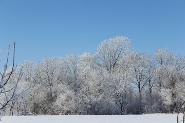 Snow and rime ice on the branches of bushes. Beautiful winter background with trees covered with hoarfrost. Plants in the park are covered with hoar frost. Cold snowy weather. Cool frosting texture.