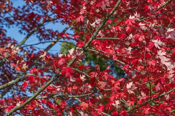 Fototapeten Bordeaux Maple Leaves  © Tiago