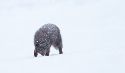 Blue morph Arctic fox walking in a snowy white winter landscape