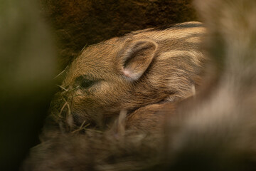 Cute wild boar piglet with characteristic stripes standing in the forest leaf litter. Perfect for nature and wildlife themes.
