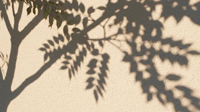 Tree Shadow on Wall