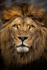 Close-up of a lion face, highlighting the mane and intense gaze. Symbol of power and majesty.