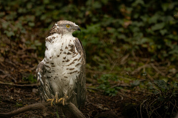majestic Saker falcon perched against a natural background. Showcases the powerful beak and feathers of this rare bird of prey.