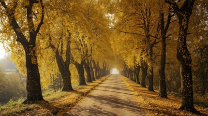 Fototapeta premium Serene Autumn Tree-lined Pathway