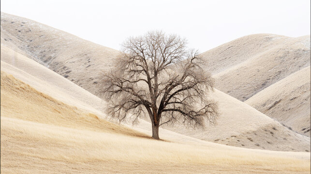 Lone tree with bare branches standing on gentle dry rolling hills under a high key sky, representing strength and isolation