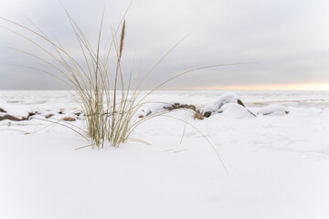 Winter coastal grass emerging from deep snow by frozen Baltic Sea shoreline, minimalist northern seascape expressing quiet resilience, solitude, cold serenity and fragile life against harsh winter