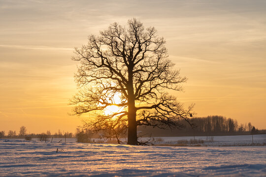 Solitary leafless oak tree standing in snowy winter field at golden sunset, dramatic rural landscape capturing resilience, warmth of light, quiet strength and timeless seasonal beauty - Powered by Adobe