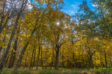 Fototapeta premium Autumn in the golf course