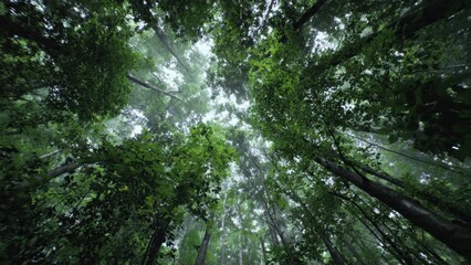 Fototapeta premium Lush Forest Canopy Looking Upward