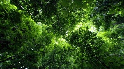 Lush green canopy of trees in forest