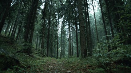 Obraz premium Lush green forest with tall trees