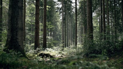 Obraz premium Lush green forest with sunlit groundcover