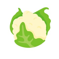 Close up cartoon illustration of fresh white cauliflower wrapped in green leaves