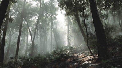 Obraz premium Misty Forest Scene