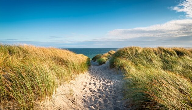 Way Trough Reed Grass On Dunes To The Baltic Sea Falsterbo Sweden