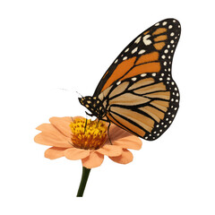 Obraz premium PNG Vibrant butterfly on orange flower