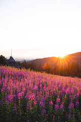 Fireweed Meadow at Sunrise on Hala Gąsienicowa Tatra

