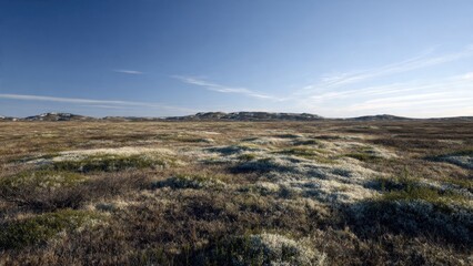 Arctic Tundra Landscape on a Sunny Day