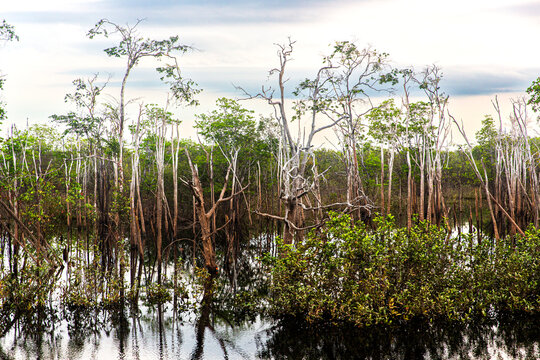 Na floresta amaz&ocirc;nica brasileira, a mata se recupera da queimada de temporadas atr&aacute;s.