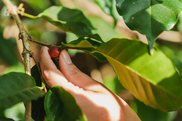 Hand picking a ripe red coffee bean from a tree branch