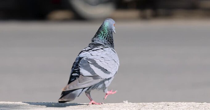 Rock dove pigeon walking and preening on a ledge by road
