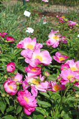 Obraz premium Pink peonies are growing in a botanical garden. Selective focus.