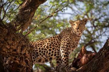 Fototapeta premium A leopard stands over its kill on the branch of a tree in khwai river area of okavango delta.