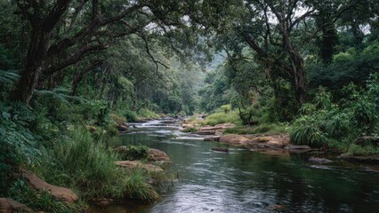 Obraz premium River flowing through a lush green forest