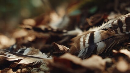 Stripped bird feathers on ground in forest